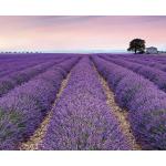 Lavendelfarbene Komar Lavendel Vliestapeten mit Lavendel-Motiv 