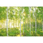 Grüne Komar Sunday Wald-Fototapeten aus Papier 