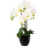 Künstliche Orchideen | Trends | kaufen Günstig online 2024