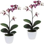 online kaufen | Künstliche Günstig Lila Trends 2024 Orchideen |