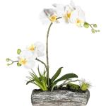 Trends Orchideen | online 2024 kaufen Günstig | Künstliche