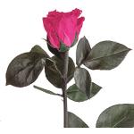 Pinke Rosemarie Schulz Rosenpflanzen 