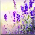 Lavendelfarbene Leinwandbilder mit Lavendel-Motiv 