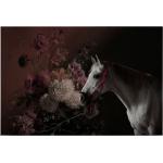 Rosa Pferde Bilder mit Tiermotiv 60x90 