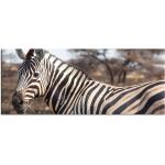 Leinwandbilder 1Tlg 100x40cm  Zebra Afrika Tier Baum Wüste   Leinwandbild Kunstdruck Wand Bilder Vlies Wandbild Leinwand Bild Druck 9Z1614, Leinwandbild Größe:100x40cm