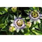Lila Blaue Passionsblume - Passiflora caerulea - 50-70cm 2 Ltr. Topf [3860]