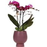 Lila 11 cm FloraSelf Runde Orchideen-Übertöpfe 11 cm 