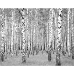 Anthrazitfarbene Wald-Fototapeten UV-beständig 