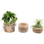 Reduzierte Teelichthalter mit Kaktus-Motiv aus Holz 