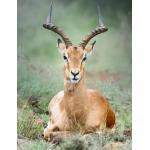 Männliches erwachsenes Impala-Nahaufnahmeporträt, das sich ausruht, indem es sic