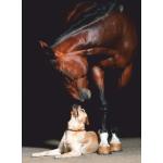 Magnettafel Pinnwand Magnetwand Pferd Hund Labrador