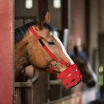 Rote Maulkörbe für Pferde aus Nylon 