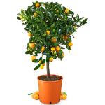 Reduzierte Orange Orangenbäume 