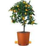Meine Orangerie Kumquat Mezzo - echte Zitruspflanze im 6,5 Liter Topf - Fortunella margarita - Ovale Kumquat - Kumquat Tree - Zwergorange