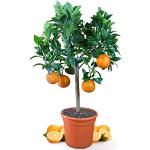 Meine Orangerie Orangenbaum Mezzo - echte Orange - Zitruspflanze - 70 bis 90 cm - Citrus sinensis - Orange Tree - veredelter Apfelsinenbaum in Gärtner-Qualität