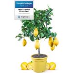 Meine Orangerie Zitronenbaum Mezzo - echter Citrusbaum - 70 bis 100 cm - veredelte Zitrone im 6,5 Liter Topf - Citrus Limon - Lemon Tree - Fruchtreife Zitronen Pflanze in Gärtnerqualität