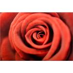 Rosa Moderne Alu-Dibond Bilder Gebürstete aus Metall bruchsicher 