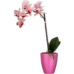 Rosa Runde Künstliche Orchideen im Topf 