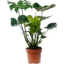 Plant in a Box Monstera Deliciosa - Fensterblatt Höhe 50-60cm - green 1711701