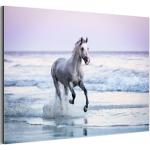 Weiße MuchoWow Pferde Bilder mit Tiermotiv aus Aluminium 100x150 