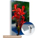 Rote MuchoWow Blumenglasbilder glänzend aus Glas Querformat 60x40 