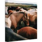 Bunte Nachhaltige Quadratische Pferde Bilder mit Tiermotiv 50x50 