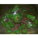 Mühlan - 5 Wassernüsse als Schwimmpflanzen für den Gartenteich/Teich, dekorativ und algenhemmend