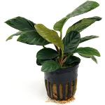 Mühlan Wasserpflanzen 1 Topf Anubia Coffeefolia, R