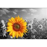 Bunte Moderne Sonnenblumen-Fototapeten mit Blumenmotiv 