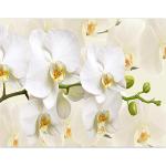 Moderne Murando Orchideen-Fototapeten UV-beständig 