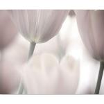 Weiße Blumenmuster Moderne Tulpen-Fototapeten mit Tulpenmotiv 
