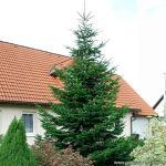 Nordmann-Tanne - Abies nordmanniana – Weihnachtsbaum Tannenbaum Topf-Pflanze Immergrün Winterhart – Tannen von Garten Schlüter - Pflanzen in Top Qualität