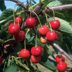 Kirschbäume ab 10,99 € günstig online kaufen | Obstbäume & Gemüsepflanzen