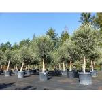 Olivgrüne Hecken & Heckenpflanzen frostfest 
