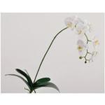 Weiße Orchideen 