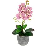 Fuchsiafarbene Orchideen 