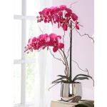 Orchidee im Topf KLiNGEL Fuchsia