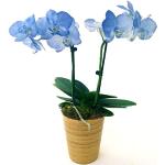 Blaue Phalaenopsis 