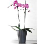 16 cm Runde Orchideentöpfe 16 cm aus Glas 