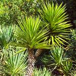 Grüne Yucca Palmen frostfest 