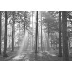 Schwarze Papermoon Wald-Fototapeten 