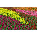 Bunte Motiv Papermoon Tulpen-Fototapeten mit Tulpenmotiv aus Papier 
