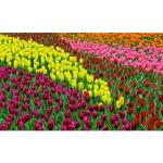 Bunte Blumenmuster Papermoon Tulpen-Fototapeten mit Tulpenmotiv 