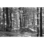 Schwarze Papermoon Wald-Fototapeten mit Landschafts-Motiv 