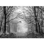 Reduzierte Schwarze Papermoon Wald-Fototapeten mit Landschafts-Motiv 