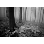 Reduzierte Schwarze Papermoon Wald-Fototapeten mit Landschafts-Motiv 