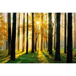Tannengrüne Papermoon Wald-Fototapeten 