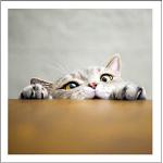 Peekaboo Lustige Katze Grußkarte Geburtstagskarte Humorvolle Karte für Katzenliebhaber - 468414