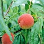 Peachfarbene Pfirsichbäume 