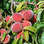 Peachfarbene Pfirsichbäume frostfest 